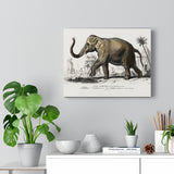 Asiatic Elephant Elephas Maximus Indicus Charles Dessalines D' Orbigny Canvas Wall Art