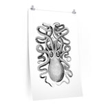 George Shaw Eight Armed Cuttlefish Illustration Matte Poster