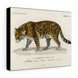 Jaguar Charles Dessalines D' Orbigny Canvas Wall Art
